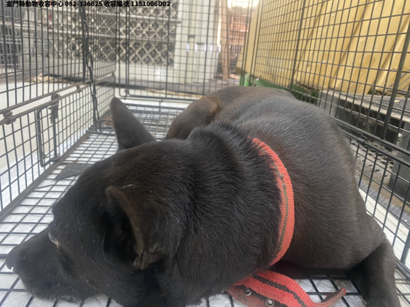 領養中型黑灰色公犬