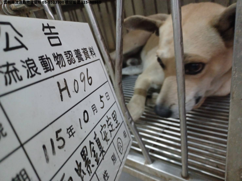 領養大型黃色公犬