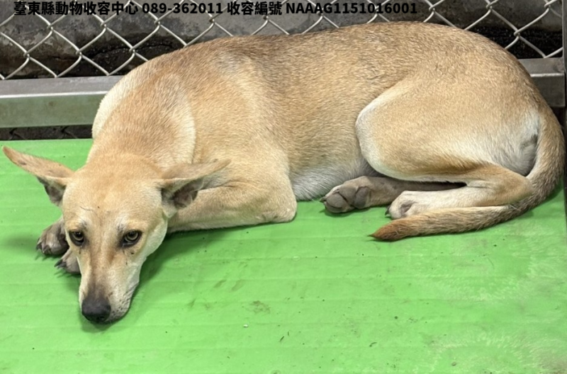 領養大型黃色母犬