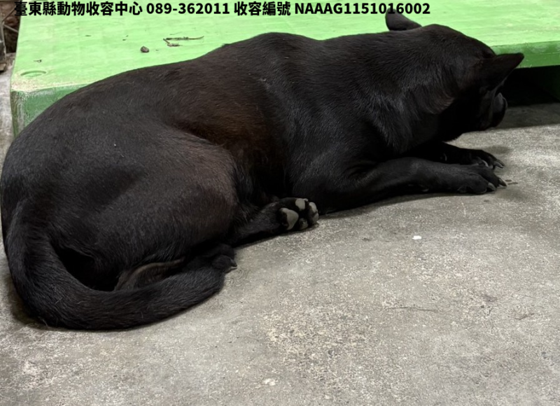 領養大型黑色母犬