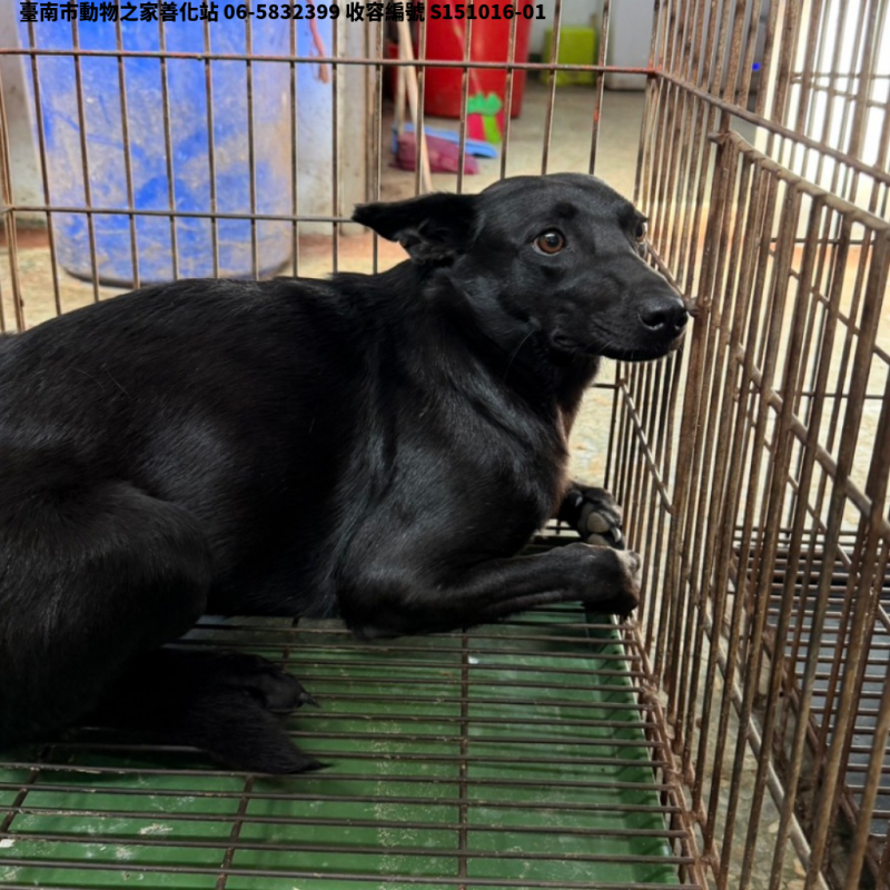 領養中型黑色母犬