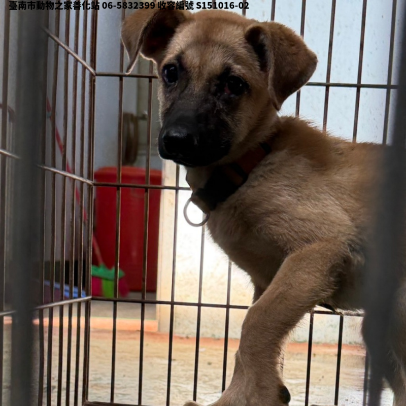 領養中型黃色母犬