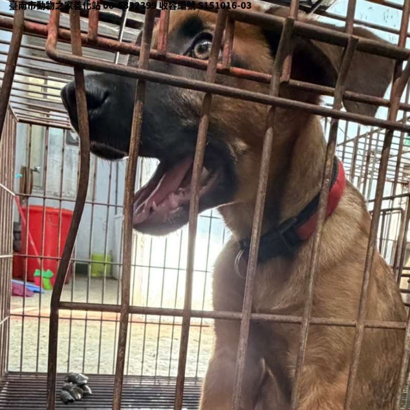 領養中型黃色公犬