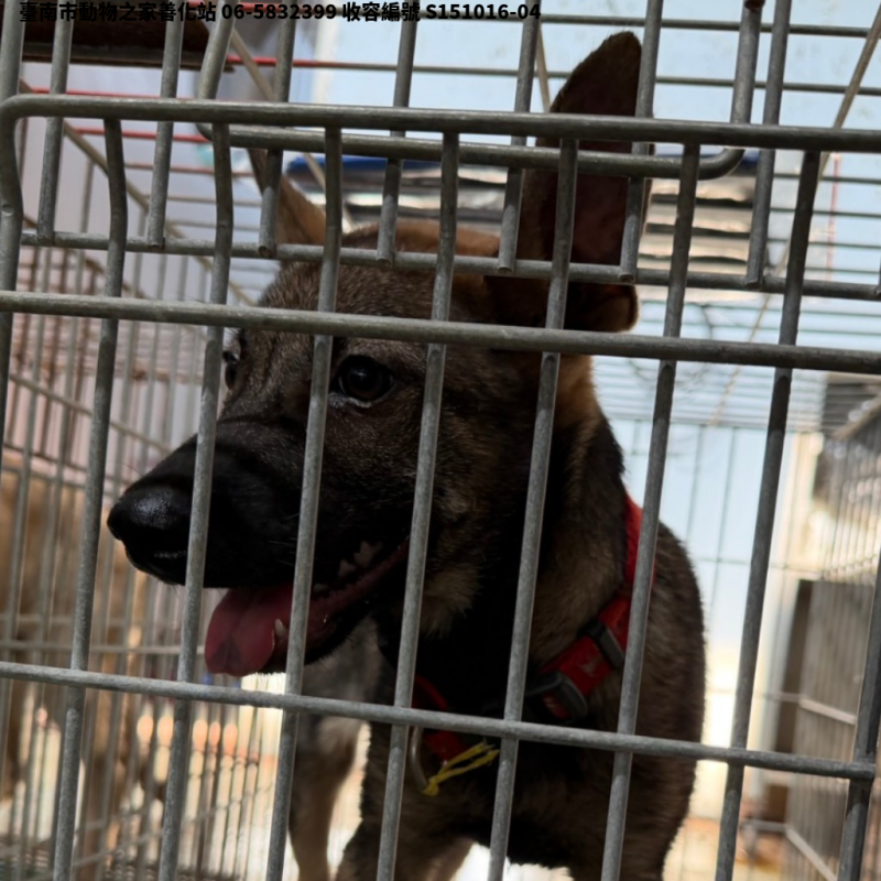 領養中型黑黃色公犬