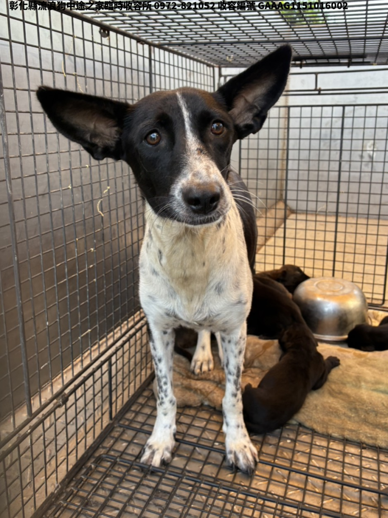 領養中型黑白色母犬