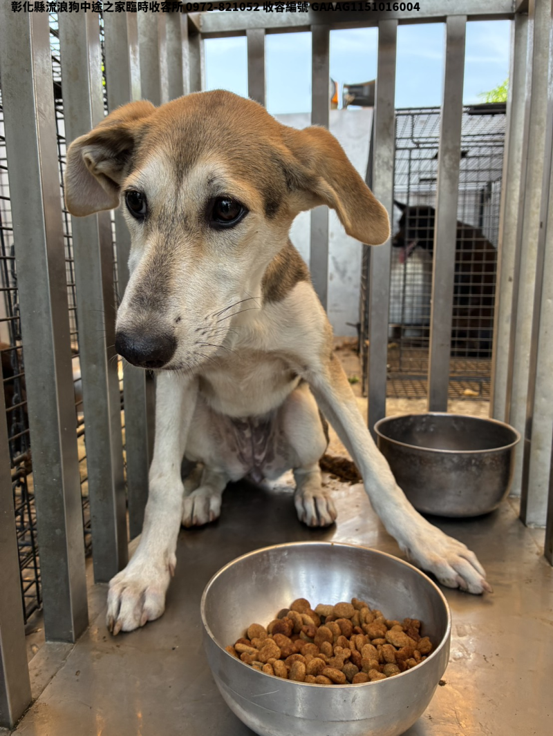 領養小型棕白色母犬