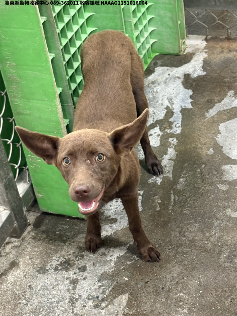 領養中型咖啡色母犬