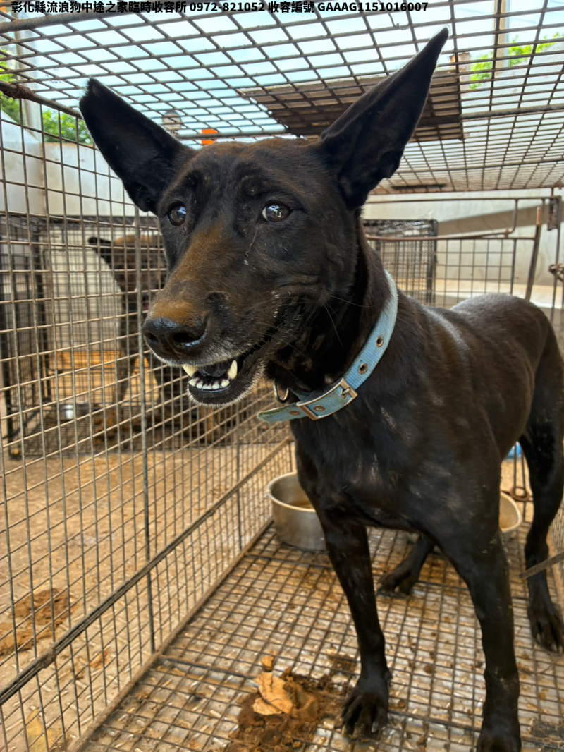 領養中型黑色母犬