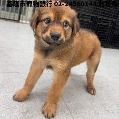 領養小型棕色公犬