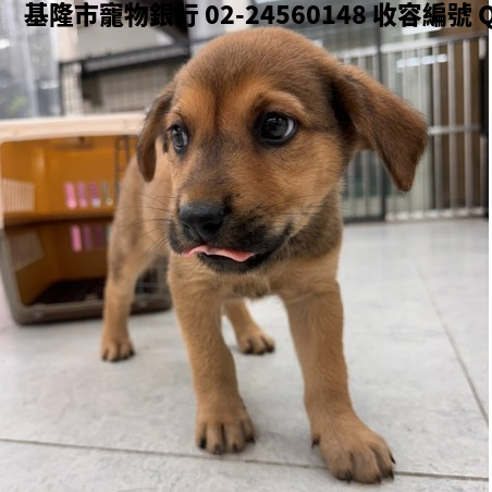 領養小型棕色公犬
