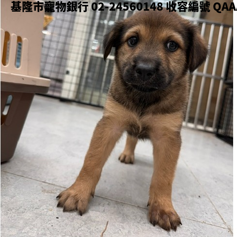 領養小型棕色公犬