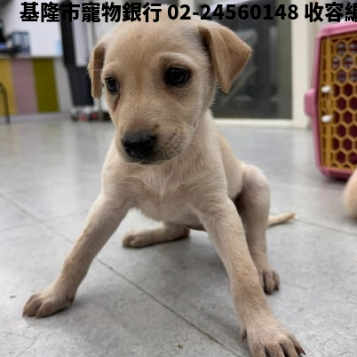 領養小型黃色母犬