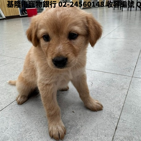 領養小型黃色母犬