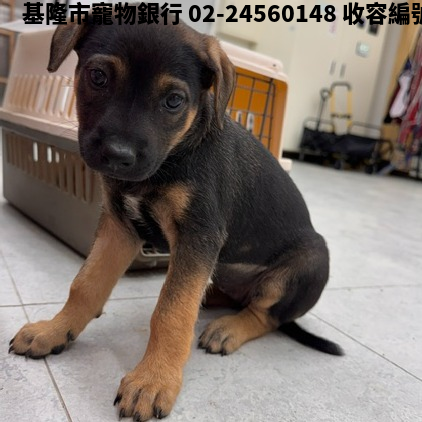 領養小型黑黃色母犬