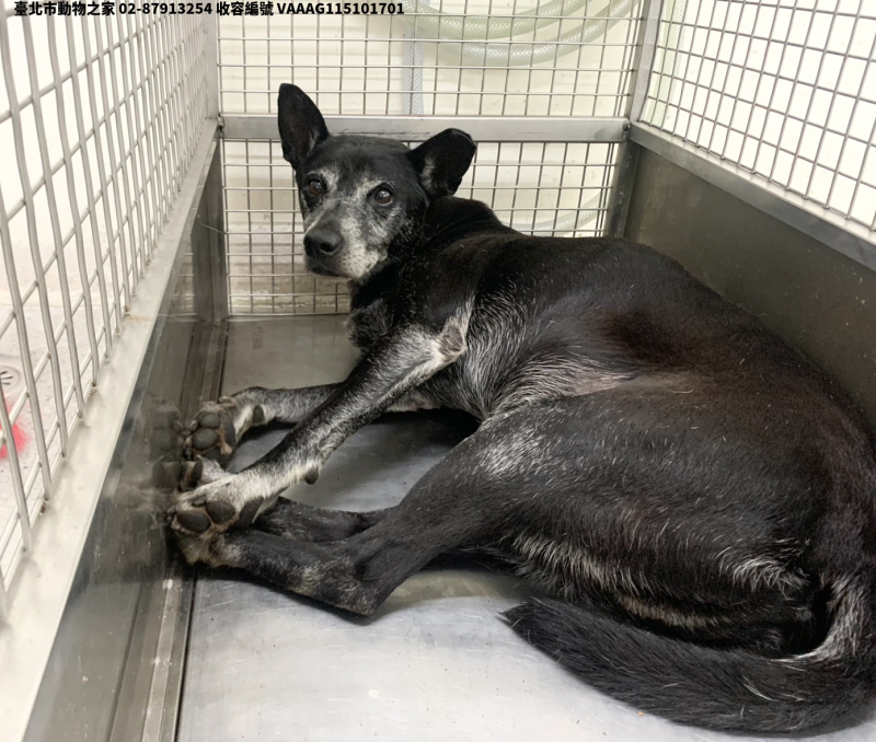 領養中型黑色公犬