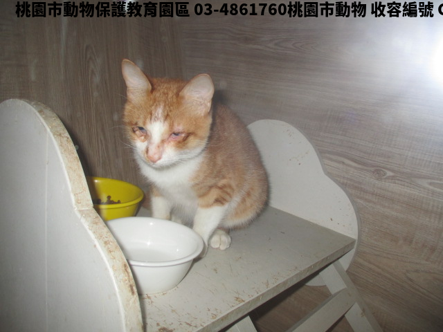 領養小型黃虎斑色公貓