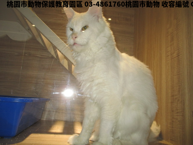 領養大型白色公貓
