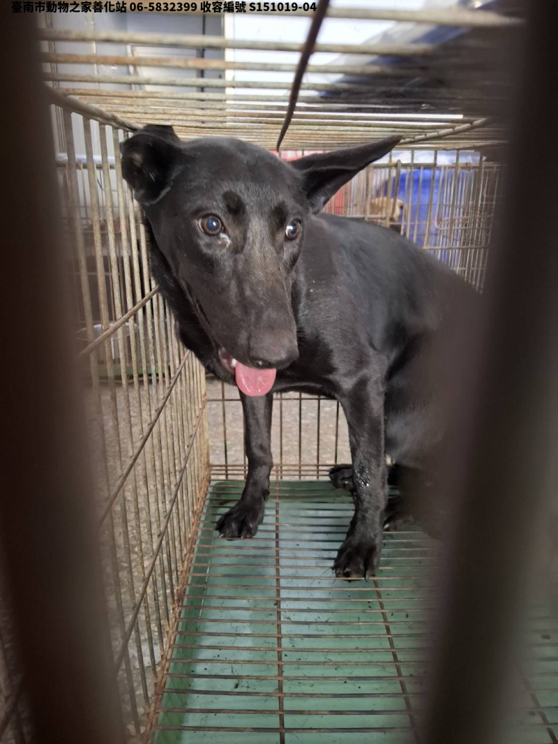 領養中型黑色母犬