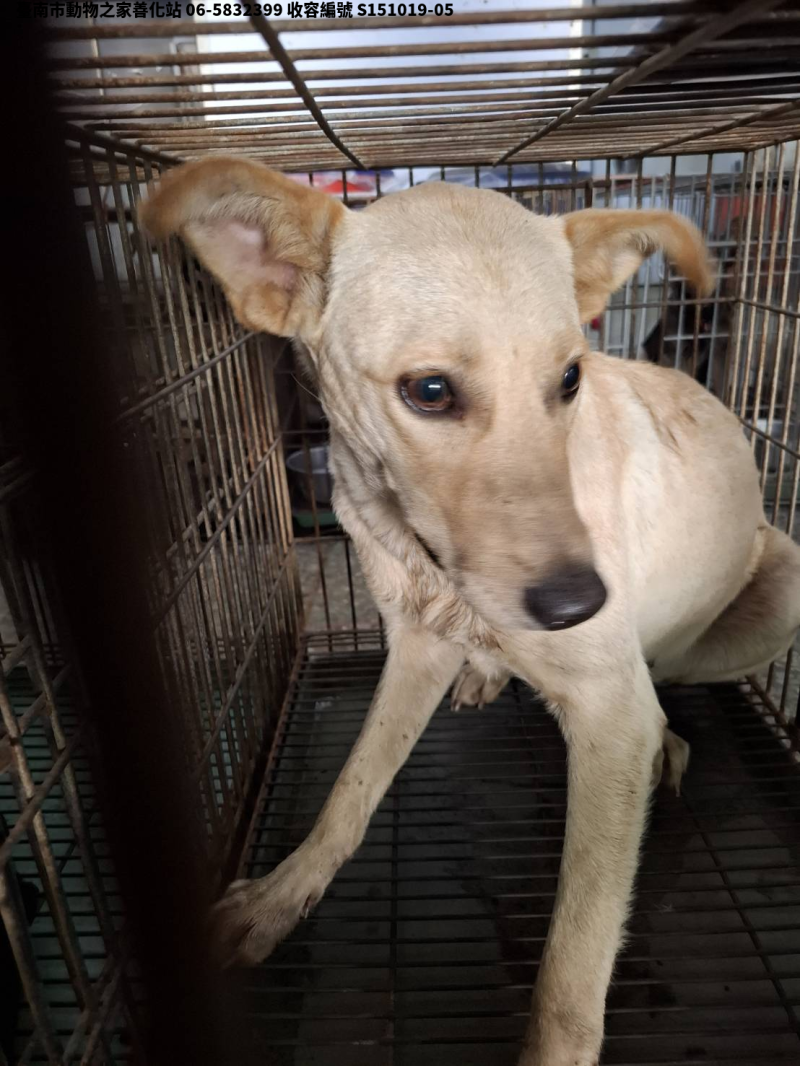 領養中型白色母犬