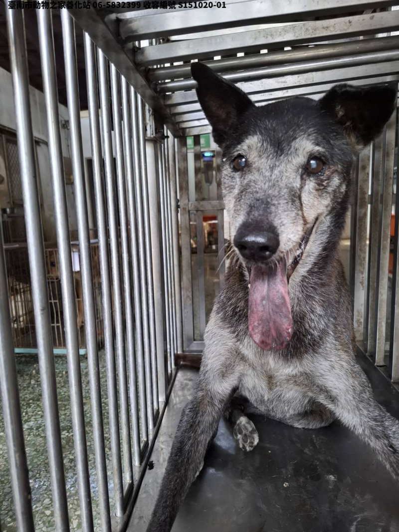 領養中型黑灰色母犬