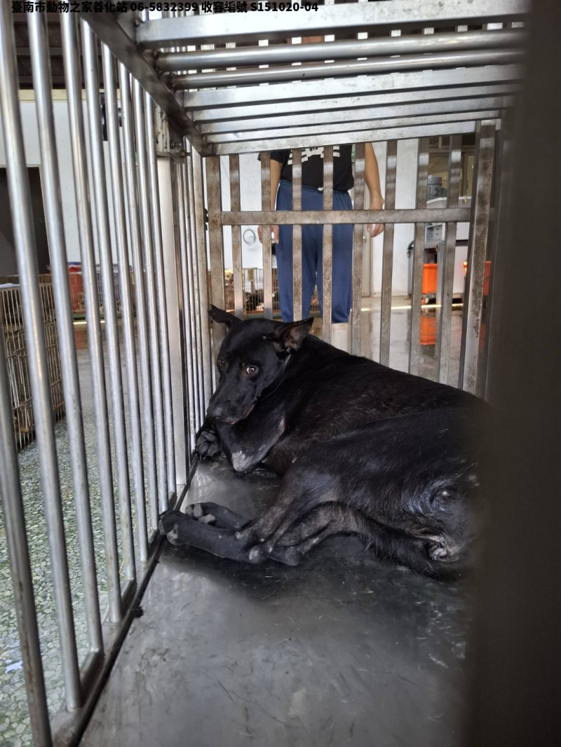 領養中型黑色母犬