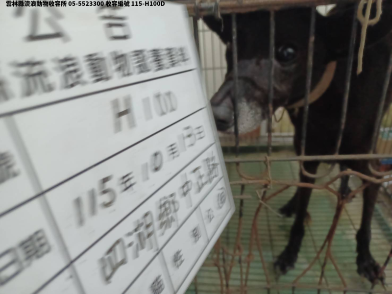 領養大型黑色母犬
