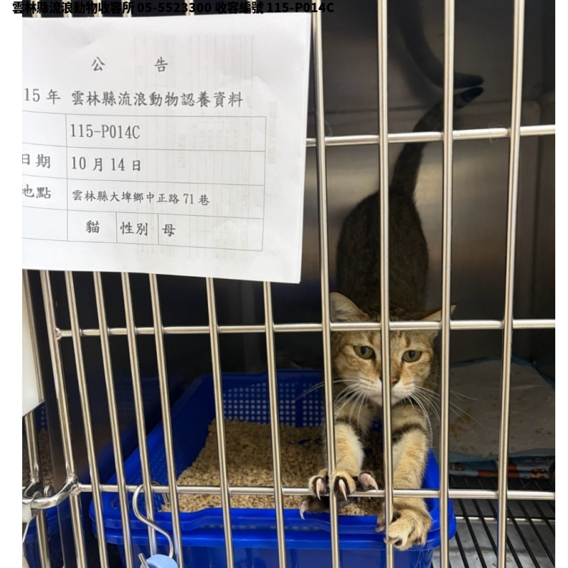 領養中型虎斑色母貓