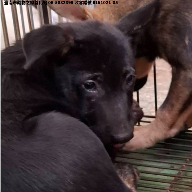 領養小型黑色公犬