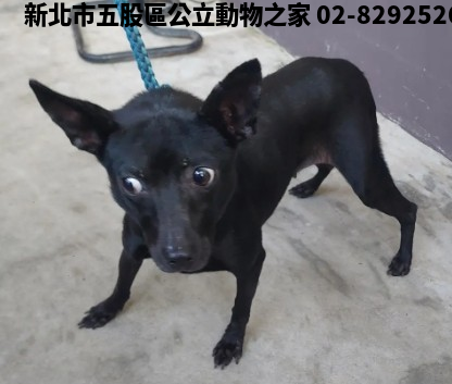 領養中型黑色母犬