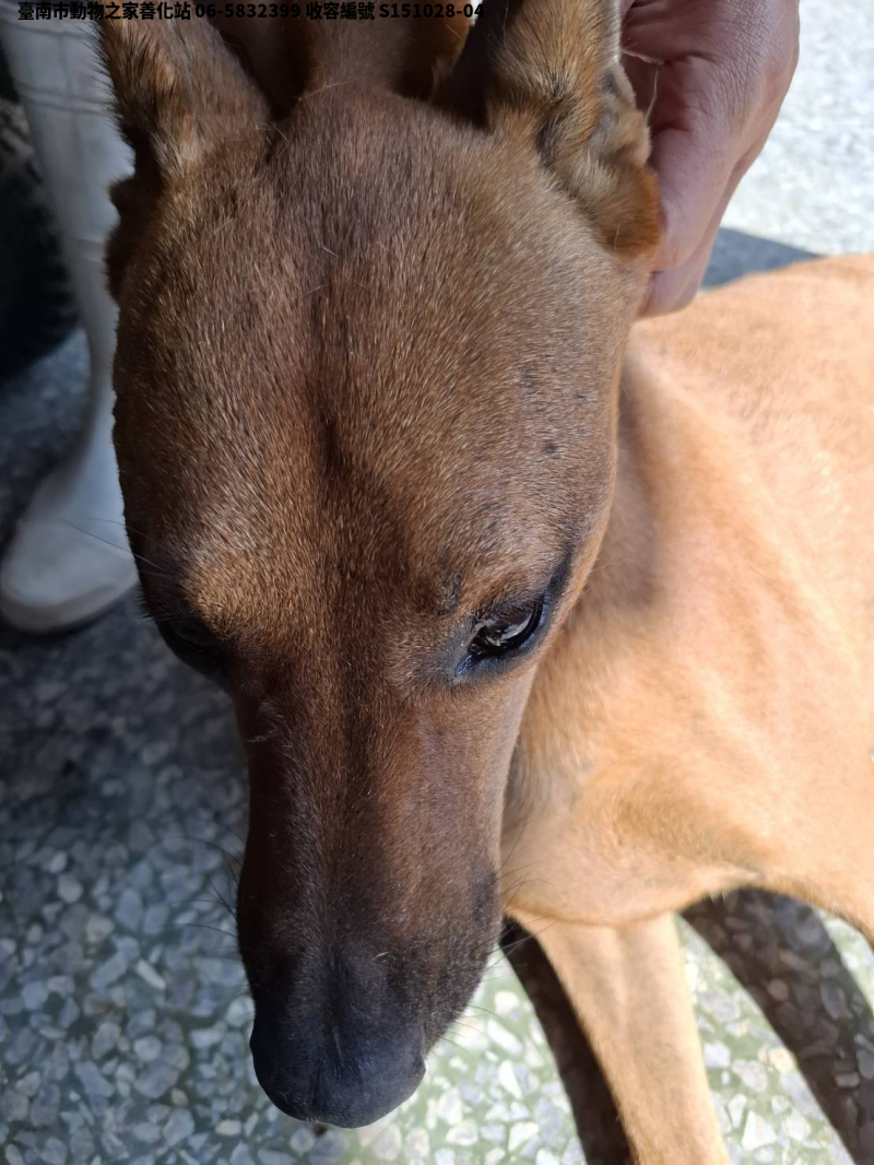 領養中型黃色公犬
