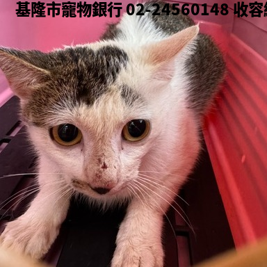 領養中型虎斑白色公貓