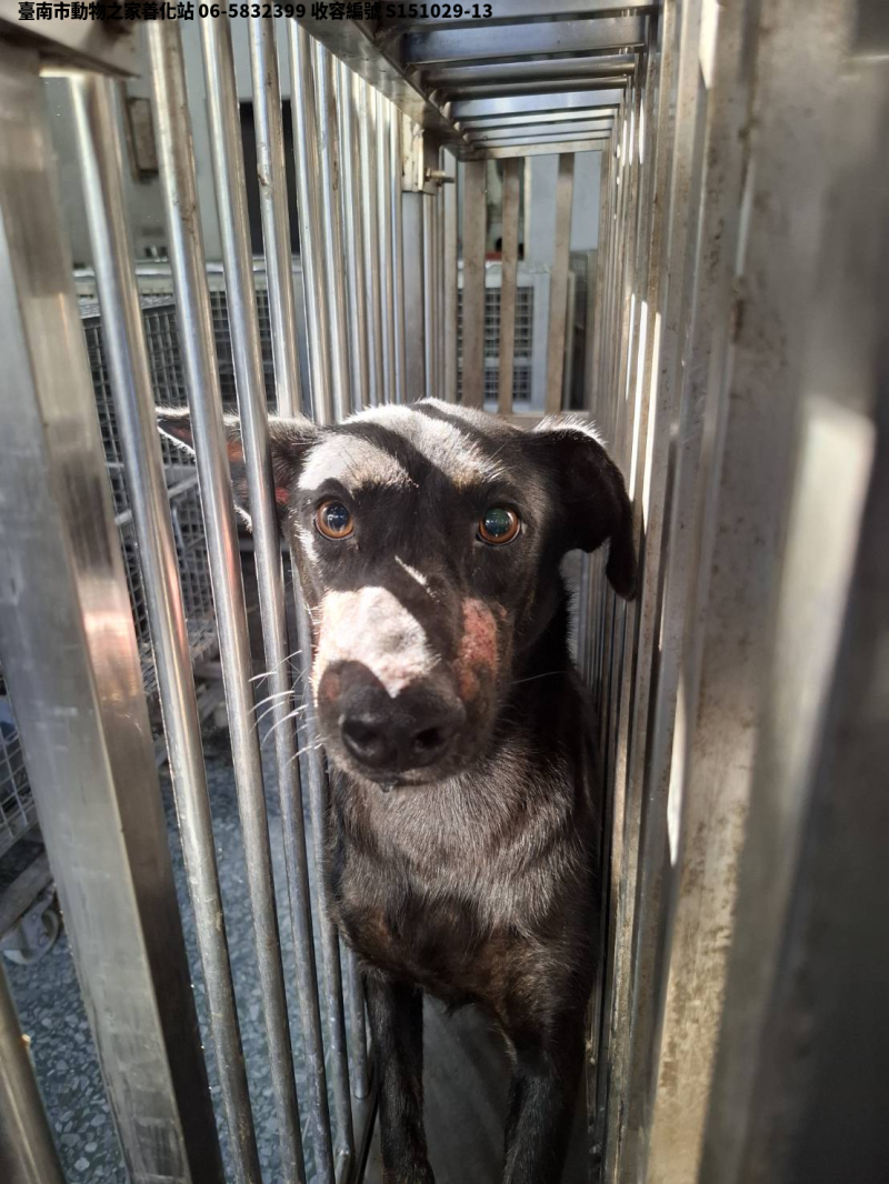 領養中型黑色母犬