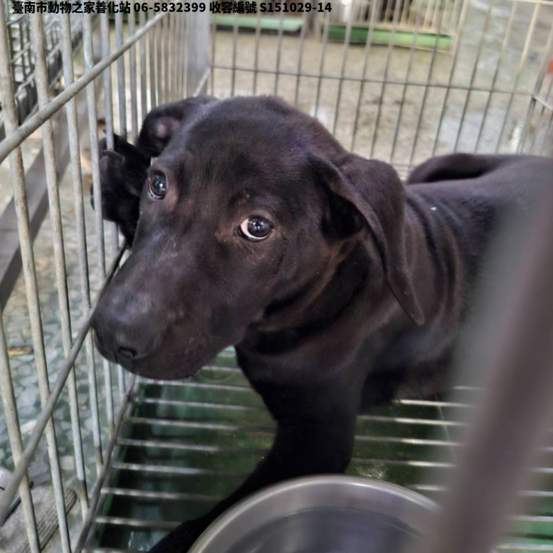 領養中型黑色公犬