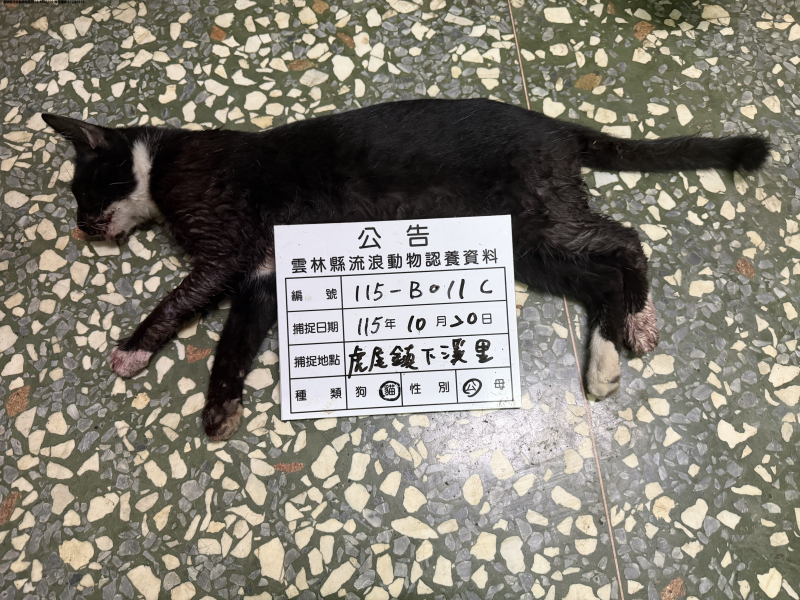 領養中型黑白色公貓