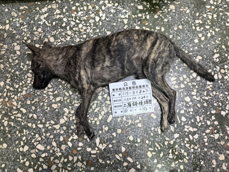 領養大型黑棕色公犬