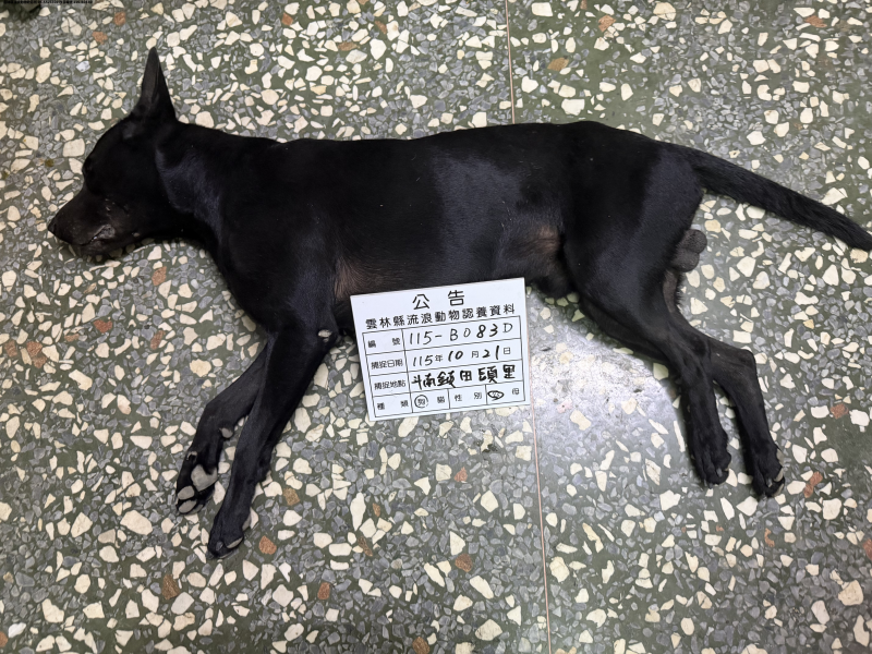 領養大型黑色公犬