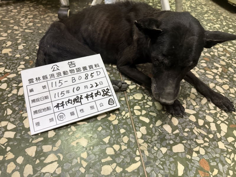 領養中型黑色母犬